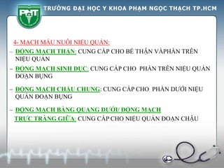 4- MẠCH MÁU NUÔI NIỆU QUẢN:
– ĐỘNG MẠCH THẬN: CUNG CẤP CHO BỂ THẬN VÀPHẦN TRÊN
NIỆU QUẢN
– ĐỘNG MẠCH SINH DỤC: CUNG CẤP CHO PHẦN TRÊN NIỆU QUẢN
ĐOẠN BỤNG
– ĐỘNG MẠCH CHẬU CHUNG: CUNG CẤP CHO PHẦN DƯỚI NIỆU
QUẢN ĐOẠN BỤNG
– ĐỘNG MẠCH BÀNG QUANG DƯỚI/ ĐỘNG MẠCH
TRỰC TRÀNG GIỮA: CUNG CẤP CHO NIỆU QUẢN ĐOẠN CHẬU
 