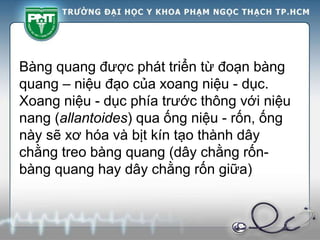 Bàng quang được phát triển từ đoạn bàng
quang – niệu đạo của xoang niệu - dục.
Xoang niệu - dục phía trước thông với niệu
nang (allantoides) qua ống niệu - rốn, ống
này sẽ xơ hóa và bịt kín tạo thành dây
chằng treo bàng quang (dây chằng rốn-
bàng quang hay dây chằng rốn giữa)
 