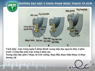 Vách niệu - trực tràng ngăn ổ nhớp thành xoang niệu dục nguyên thủy ở phía
trước và ống hậu môn trực tràng ở phía sau
Xoang niệu dục gồm 3 đoạn, từ trên xuống: đoạn BQ, đoạn chậu hông và đoạn
dương vật
 