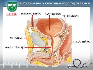 1- VỊ TRÍ:
TÚI CÙNG SAU
BÀNG QUANG
TUYẾN TIỀN LIỆT
TRỰC TRÀNG
TÚI CÙNG TRƯỚC
XƯƠNG MU
 