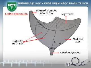 MẶT TRÊN
MẶT SAU
(ĐÁY)
CỔ BÀNG QUANG
ĐỈNH (DÂY CHẰNG
RỐN GIỮA)
HAI MẶT
DƯỚI BÊN
2- HÌNH THỂ NGOÀI:
 