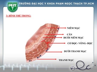 NIÊM MẠC
DƯỚI NIÊM MẠC
CƠ DỌC- VÒNG- DỌC
THANH MẠC
CÂN
DƯỚI THANH MẠC
3- HÌNH THỂ TRONG:
 