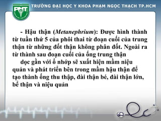 - Hậu thận (Metanephrium): Được hình thành
từ tuần thứ 5 của phôi thai từ đoạn cuối của trung
thận từ những đốt thận không phân đốt. Ngoài ra
từ thành sau đoạn cuối của ống trung thận
dọc gần với ổ nhớp sẽ xuất hiện mầm niệu
quản và phát triển bên trong mầm hậu thận để
tạo thành ống thu thập, đài thận bé, đài thận lớn,
bể thận và niệu quản
 