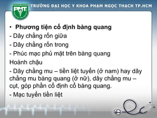 • Phương tiện cố định bàng quang
- Dây chằng rốn giữa
- Dây chằng rốn trong
- Phúc mạc phủ mặt trên bàng quang
Hoành chậu
- Dây chằng mu – tiền liệt tuyến (ở nam) hay dây
chằng mu bàng quang (ở nữ), dây chằng mu –
cụt, góp phần cố định cổ bàng quang.
- Mạc tuyến tiền liệt
 
