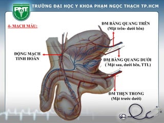 ĐM THẸN TRONG
(Mặt trước dưới)
ĐM BÀNG QUANG DƯỚI
( Mặt sau, dưới bên, TTL)
ĐM BÀNG QUANG TRÊN
(Mặt trên- dưới bên)
ĐỘNG MẠCH
TINH HOÀN
4- MẠCH MÁU:
 