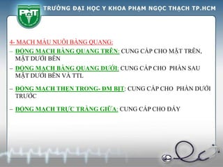 4- MẠCH MÁU NUÔI BÀNG QUANG:
– ĐỘNG MẠCH BÀNG QUANG TRÊN: CUNG CẤP CHO MẶT TRÊN,
MẶT DƯỚI BÊN
– ĐỘNG MẠCH BÀNG QUANG DƯỚI: CUNG CẤP CHO PHẦN SAU
MẶT DƯỚI BÊN VÀ TTL
– ĐỘNG MẠCH THẸN TRONG- ĐM BỊT: CUNG CẤP CHO PHẦN DƯỚI
TRƯỚC
– ĐỘNG MẠCH TRỰC TRÀNG GIỮA: CUNG CẤP CHO ĐÁY
 