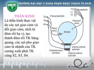 THẦN KINH
Là thần kinh thực vật
do các sợi giao cảm và
đối giao cảm, tách từ
đám rối hạ vị, tạo
thành đám rối TK bàng
quang, các sợi pho giao
cảm là nhánh của TK
cương xuất phát TK
cùng S2, S3, S4.
 