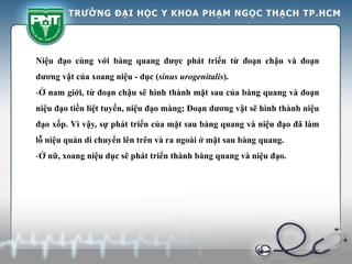 Niệu đạo cùng với bàng quang được phát triển từ đoạn chậu và đoạn
dương vật của xoang niệu - dục (sinus urogenitalis).
-Ở nam giới, từ đoạn chậu sẽ hình thành mặt sau của bàng quang và đoạn
niệu đạo tiền liệt tuyến, niệu đạo màng; Đoạn dương vật sẽ hình thành niệu
đạo xốp. Vì vậy, sự phát triển của mặt sau bàng quang và niệu đạo đã làm
lỗ niệu quản di chuyển lên trên và ra ngoài ở mặt sau bàng quang.
-Ở nữ, xoang niệu dục sẽ phát triển thành bàng quang và niệu đạo.
 