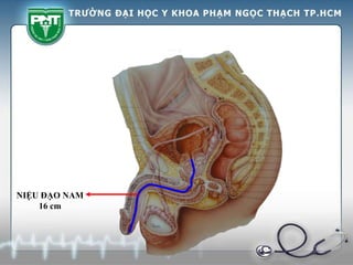 NIỆU ĐẠO NAM
16 cm
 