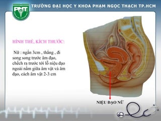 NIỆU ĐẠO NỮ
HÌNH THỂ, KÍCH THƯỚC:
Nữ : ngắn 3cm , thẳng , đi
song song trước âm đạo,
chếch ra trước tới lỗ niệu đạo
ngoài nằm giữa âm vật và âm
đạo, cách âm vật 2-3 cm
 