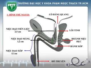 CỔ BÀNG QUANG
LỒI TINH
HOÀNH NIỆU
DỤC
HÀNH XỐP
HỐ THUYỀN
NIỆU ĐẠO XỐP
12 cm
NIỆU ĐẠO MÀNG
1,2 cm
NIỆU ĐẠO TIỀN LIỆT
2,5 cm
1- HÌNH THỂ NGOÀI:
 