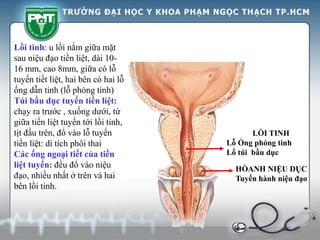 LỒI TINH
Lỗ Ống phóng tinh
Lổ túi bầu dục
HÒANH NIỆU DỤC
Tuyến hành niệu đạo
Lồi tinh: u lồi nằm giữa mặt
sau niệu đạo tiền liệt, dài 10-
16 mm, cao 8mm, giữa có lỗ
tuyến tiềt liệt, hai bên có hai lỗ
ống dẫn tinh (lỗ phóng tinh)
Túi bầu dục tuyến tiền liệt:
chạy ra trước , xuống dưới, từ
giữa tiền liệt tuyến tới lồi tinh,
tịt đầu trên, đổ vào lỗ tuyến
tiền liệt: di tích phôi thai
Các ống ngoại tiết của tiền
liệt tuyến: đều đổ vào niệu
đạo, nhiều nhất ở trên và hai
bên lồi tinh.
 