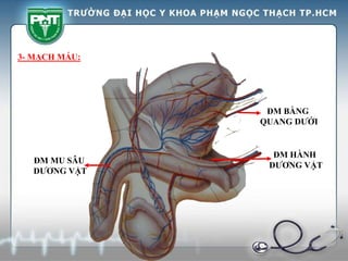 ĐM MU SÂU
DƯƠNG VẬT
ĐM BÀNG
QUANG DƯỚI
ĐM HÀNH
DƯƠNG VẬT
3- MẠCH MÁU:
 