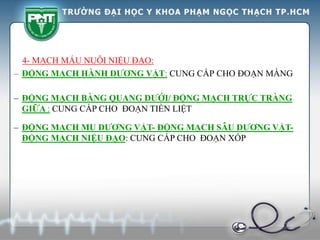 4- MẠCH MÁU NUÔI NIỆU ĐẠO:
– ĐỘNG MẠCH HÀNH DƯƠNG VẬT: CUNG CẤP CHO ĐOẠN MÀNG
– ĐỘNG MẠCH BÀNG QUANG DƯỚI/ ĐỘNG MẠCH TRỰC TRÀNG
GIỮA : CUNG CẤP CHO ĐOẠN TIỀN LIỆT
– ĐỘNG MẠCH MU DƯƠNG VẬT- ĐỘNG MẠCH SÂU DƯƠNG VẬT-
ĐỘNG MẠCH NIỆU ĐẠO: CUNG CẤP CHO ĐOẠN XỐP
 