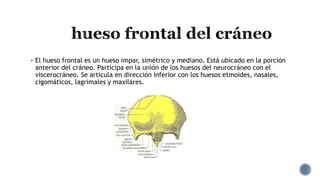  El hueso frontal es un hueso impar, simétrico y mediano. Está ubicado en la porción
anterior del cráneo. Participa en la unión de los huesos del neurocráneo con el
viscerocráneo. Se articula en dirección inferior con los huesos etmoides, nasales,
cigomáticos, lagrimales y maxilares.
 