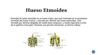  Etmoides El hueso etmoides es un hueso impar, que está insertado en la escotadura
etmoidal del hueso frontal, y ubicado por delante del hueso esfenoides. Está
formado por láminas delgadas de tejido óseo compacto, y tejido esponjoso a nivel
de la apófisis crista galli. Presenta una porción horizontal, la lámina cribosa
 