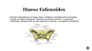  El hueso esfenoides es un hueso impar y mediano, localizado entre los huesos
frontal, occipital y temporal. Presenta una porción central, el cuerpo del
esfenoides, ubicado entre las alas mayores y menores, y las apófisis pterigoides
 