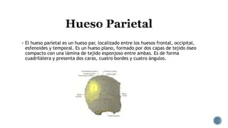  El hueso parietal es un hueso par, localizado entre los huesos frontal, occipital,
esfenoides y temporal. Es un hueso plano, formado por dos capas de tejido óseo
compacto con una lámina de tejido esponjoso entre ambas. Es de forma
cuadrilátera y presenta dos caras, cuatro bordes y cuatro ángulos.
 