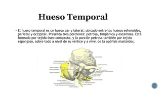  El hueso temporal es un hueso par y lateral, ubicado entre los huesos esfenoides,
parietal y occipital. Presenta tres porciones: petrosa, timpánica y escamosa. Está
formado por tejido óseo compacto, y la porción petrosa también por tejido
esponjoso, sobre todo a nivel de su vértice y a nivel de la apófisis mastoides.
 