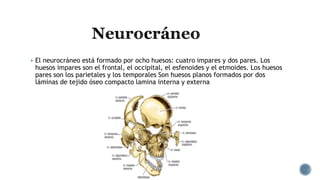  El neurocráneo está formado por ocho huesos: cuatro impares y dos pares. Los
huesos impares son el frontal, el occipital, el esfenoides y el etmoides. Los huesos
pares son los parietales y los temporales Son huesos planos formados por dos
láminas de tejido óseo compacto lamina interna y externa
 