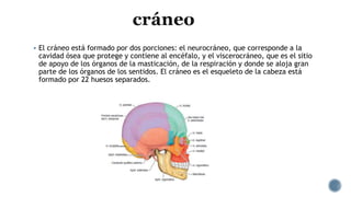  El cráneo está formado por dos porciones: el neurocráneo, que corresponde a la
cavidad ósea que protege y contiene al encéfalo, y el viscerocráneo, que es el sitio
de apoyo de los órganos de la masticación, de la respiración y donde se aloja gran
parte de los órganos de los sentidos. El cráneo es el esqueleto de la cabeza está
formado por 22 huesos separados.
 
