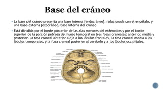  La base del cráneo presenta una base interna [endocráneo], relacionada con el encéfalo, y
una base externa [exocráneo] Base interna del cráneo
 Está dividida por el borde posterior de las alas menores del esfenoides y por el borde
superior de la porción petrosa del hueso temporal en tres fosas craneales: anterior, media y
posterior. La fosa craneal anterior aloja a los lóbulos frontales, la fosa craneal media a los
lóbulos temporales, y la fosa craneal posterior al cerebelo y a los lóbulos occipitales.
 