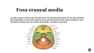  La fosa craneal media está ubicada entre los bordes posteriores de las alas menores
del esfenoides y la porción superior de la porción petrosa del hueso temporal. Está
formada entonces por los huesos esfenoides, temporal y parietal
 