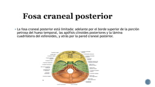  La fosa craneal posterior está limitada: adelante por el borde superior de la porción
petrosa del hueso temporal, las apófisis clinoides posteriores y la lámina
cuadrilátera del esfenoides, y atrás por la pared craneal posterior.
 