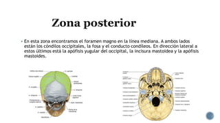  En esta zona encontramos el foramen magno en la línea mediana. A ambos lados
están los cóndilos occipitales, la fosa y el conducto condíleos. En dirección lateral a
estos últimos está la apófisis yugular del occipital, la incisura mastoidea y la apófisis
mastoides.
 