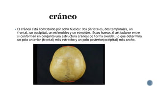 1.3 Estructura de cráneo y métodos de imagen.pdf