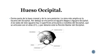 1.3 Estructura de cráneo y métodos de imagen.pdf