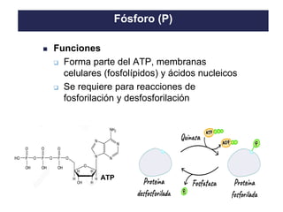 TO THE HEIGHT OF YOUR DREAMS
Fósforo (P)
ATP
◼ Funciones
❑ Forma parte del ATP, membranas
celulares (fosfolípidos) y ácidos nucleicos
❑ Se requiere para reacciones de
fosforilación y desfosforilación
 