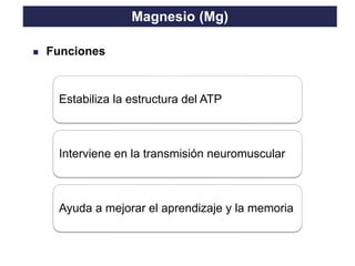 TO THE HEIGHT OF YOUR DREAMS
Magnesio (Mg)
◼ Funciones
Estabiliza la estructura del ATP
Interviene en la transmisión neuromuscular
Ayuda a mejorar el aprendizaje y la memoria
 