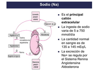 TO THE HEIGHT OF YOUR DREAMS
◼ Es el principal
catión
extracelular
◼ La ingesta de sodio
varia de 5 a 750
mmol/día
◼ La cantidad normal
en sangre es de
135 a 145 mEq/L
◼ La excreción de
Na+ se regula por
el Sistema Renina
Angiotensina
Aldosterona
Sodio (Na)
 