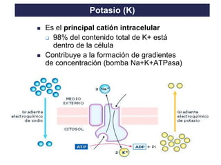 TO THE HEIGHT OF YOUR DREAMS
◼ Es el principal catión intracelular
❑ 98% del contenido total de K+ está
dentro de la célula
◼ Contribuye a la formación de gradientes
de concentración (bomba Na+K+ATPasa)
Potasio (K)
 