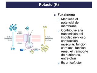 TO THE HEIGHT OF YOUR DREAMS
◼ Funciones:
❑ Mantiene el
potencial de
membrana
❑ Contribuye a la
transmisión del
impulso nervioso,
contracción
muscular, función
cardiaca, función
renal, el transporte
de nutrientes,
entre otras.
❑ Es un cofactor
Potasio (K)
 
