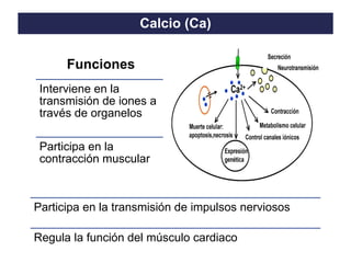 TO THE HEIGHT OF YOUR DREAMS
Interviene en la
transmisión de iones a
través de organelos
Participa en la
contracción muscular
Calcio (Ca)
Funciones
Participa en la transmisión de impulsos nerviosos
Regula la función del músculo cardiaco
 