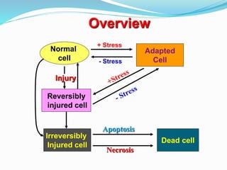 Adapted
Cell
+ Stress
Injury
Normal
cell
Reversibly
injured cell
Irreversibly
Injured cell
Dead cell
Apoptosis
Necrosis
- Stress
Overview
 
