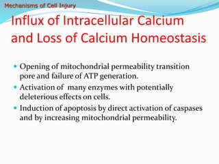 1.1 Cell Injury and Cell Death.pptx