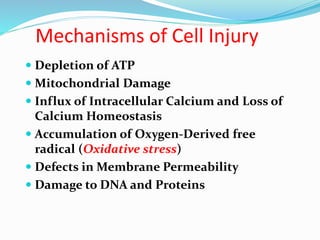 1.1 Cell Injury and Cell Death.pptx