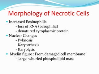 1.1 Cell Injury and Cell Death.pptx