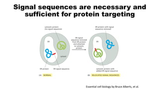 Signalling Sequence 1.Intracellular Transport.pdf