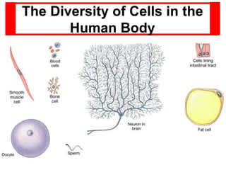 The Diversity of Cells in the
Human Body
 