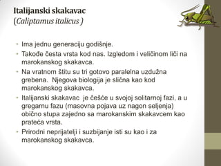Italijanskiskakavac
(Caliptamusitalicus)
• Ima jednu generaciju godišnje.
• Takođe česta vrsta kod nas. Izgledom i veličinom liči na
marokanskog skakavca.
• Na vratnom štitu su tri gotovo paralelna uzdužna
grebena. Njegova biologija je slična kao kod
marokanskog skakavca.
• Italijanski skakavac je češće u svojoj solitarnoj fazi, a u
gregarnu fazu (masovna pojava uz nagon seljenja)
obično stupa zajedno sa marokanskim skakavcem kao
prateća vrsta.
• Prirodni neprijatelji i suzbijanje isti su kao i za
marokanskog skakavca.
 