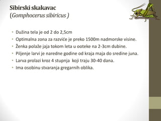 Sibirskiskakavac
(Gomphocerus sibiricus)
• Dužina tela je od 2 do 2,5cm
• Optimalna zona za razvide je preko 1500m nadmorske visine.
• Ženka polaže jaja tokom leta u ooteke na 2-3cm dubine.
• Piljenje larvi je naredne godine od kraja maja do sredine juna.
• Larva prolazi kroz 4 stupnja koji traju 30-40 dana.
• Ima osobinu stvaranja gregarnih oblika.
 