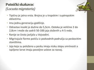 Putničkiskakavac
(Locustamigratoria)
• Tipična je jatna vrsta. Brojna je u tropskim i suptropskim
oblastima.
• Ima jednu generaciju godišnje.
• Odrastao insekt je dužine do 5,5cm. Ooteka je veličine 2 do
2,8cm i može da sadrži 50-100 jaja složenih u 4-5 reda.
• Ranije se često javljala u Vojvodini.
• Migrirajude forme potiču iz podvodnih područja sa peskovitim
staništima.
• Jaja koja su položena u pesku imaju nisku stopu smrtnosti a
ispiljene larve imaju povoljne uslove za razvoj.
 