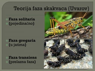 Faza solitaria
 (pojedinačno)
 Faza gregaria
 (u jatima)
 Faza transiens
 (prelazna faza)
 