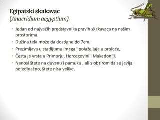 Egipatskiskakavac
(Аnacridiumaegyptium)
• Jedan od najvedih predstavnika pravih skakavaca na našim
prostorima.
• Dužina tela može da dostigne do 7cm.
• Prezimljava u stadijumu imaga i polaže jaja u prolede,
• Česta je vrsta u Primorju, Hercegovini i Makedoniji.
• Nanosi štete na duvanu i pamuku , ali s obzirom da se javlja
pojedinačno, štete nisu velike.
 