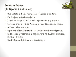 Zelenizrikavac
(TettigoniaViridissima)
• Dužina tela je 2.5 do 4cm; dužina legalice je do 3cm.
• Prezimljava u stadijumu jajeta.
• Ženka polaže jaja u leto a ona se pile narednog proleda.
• Larve se presvlače 5 do 7 puta pre nego što postanu imago.
• Aktivan uglavnom nodu.
• U pojedinačnim primercima ga sredemo na drvedu i grmlju.
• Kada se javi u vedem broju nanosi štete na duvanu, krompiru,
pasulju i lucerki.
• U određenim slučajevima je karnivoran.
 
