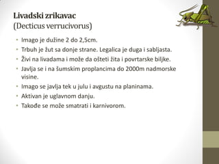 Livadskizrikavac
(Decticusverrucivorus)
• Imago je dužine 2 do 2,5cm.
• Trbuh je žut sa donje strane. Legalica je duga i sabljasta.
• Živi na livadama i može da ošteti žita i povrtarske biljke.
• Javlja se i na šumskim proplancima do 2000m nadmorske
visine.
• Imago se javlja tek u julu i avgustu na planinama.
• Aktivan je uglavnom danju.
• Takođe se može smatrati i karnivorom.
 
